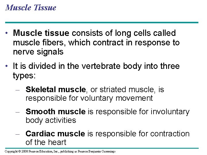 Muscle Tissue • Muscle tissue consists of long cells called muscle fibers, which contract