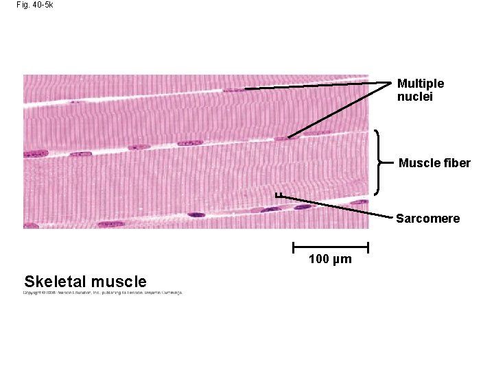 Fig. 40 -5 k Multiple nuclei Muscle fiber Sarcomere 100 µm Skeletal muscle 