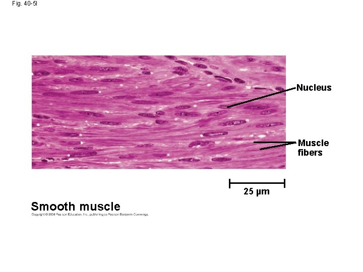 Fig. 40 -5 l Nucleus Muscle fibers 25 µm Smooth muscle 