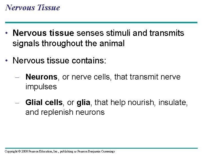 Nervous Tissue • Nervous tissue senses stimuli and transmits signals throughout the animal •