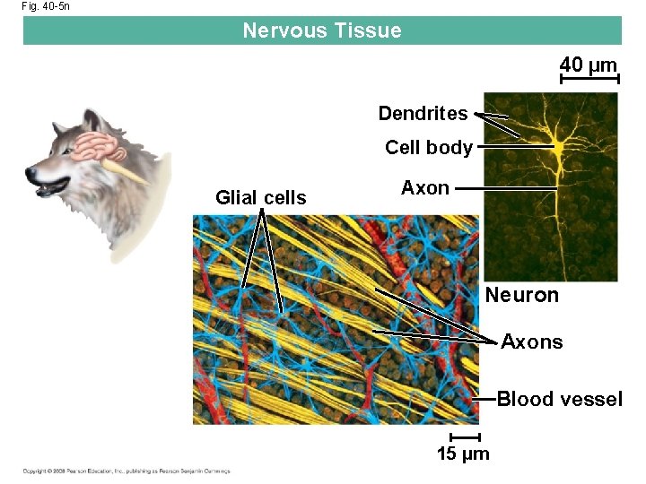 Fig. 40 -5 n Nervous Tissue 40 µm Dendrites Cell body Glial cells Axon