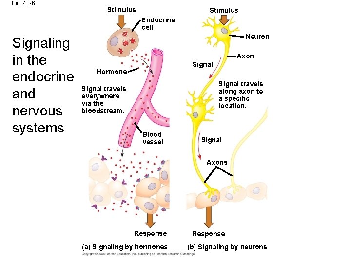 Fig. 40 -6 Stimulus Endocrine cell Signaling in the endocrine and nervous systems Neuron