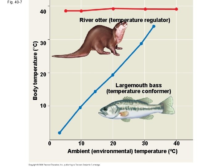 Fig. 40 -7 40 Body temperature (°C) River otter (temperature regulator) 30 20 Largemouth