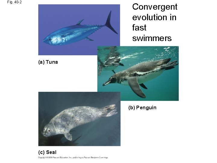 Fig. 40 -2 Convergent evolution in fast swimmers (a) Tuna (b) Penguin (c) Seal