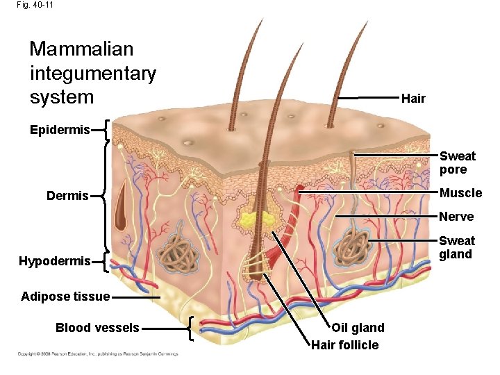 Fig. 40 -11 Mammalian integumentary system Hair Epidermis Sweat pore Muscle Dermis Nerve Sweat