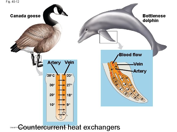 Fig. 40 -12 Canada goose Bottlenose dolphin Blood flow Artery Vein Artery 35ºC 33º