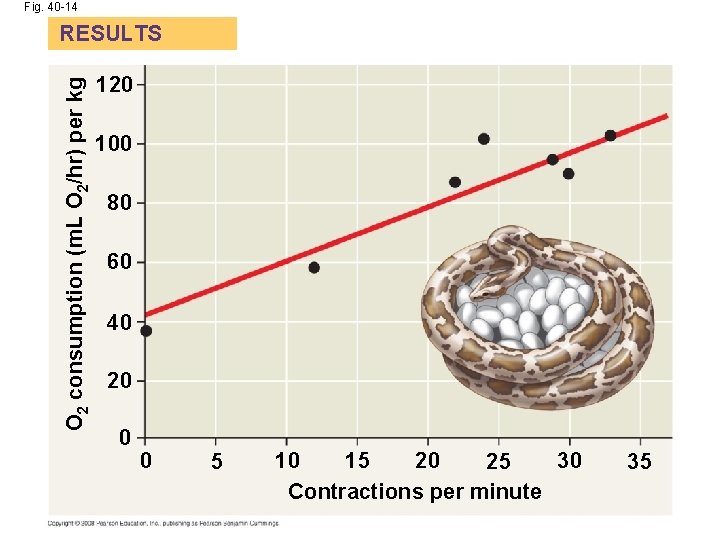 Fig. 40 -14 O 2 consumption (m. L O 2/hr) per kg RESULTS 120