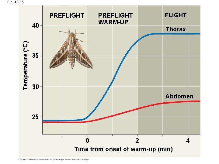 Fig. 40 -15 PREFLIGHT Temperature (ºC) 40 PREFLIGHT WARM-UP FLIGHT Thorax 35 30 Abdomen