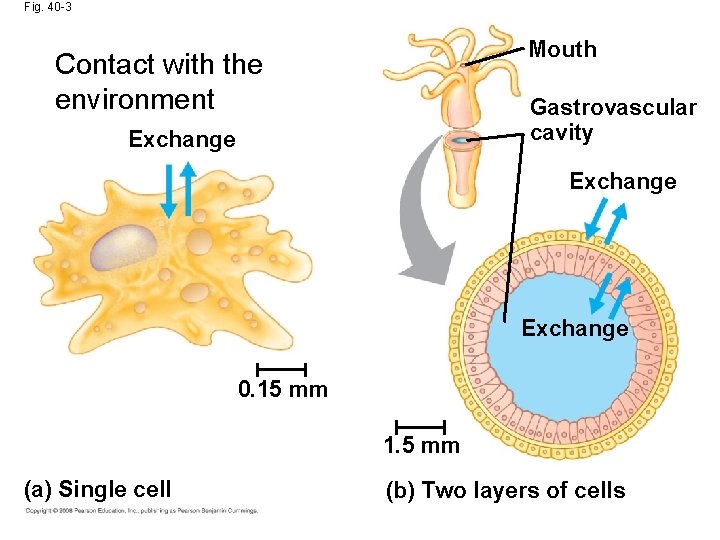 Fig. 40 -3 Mouth Contact with the environment Gastrovascular cavity Exchange 0. 15 mm