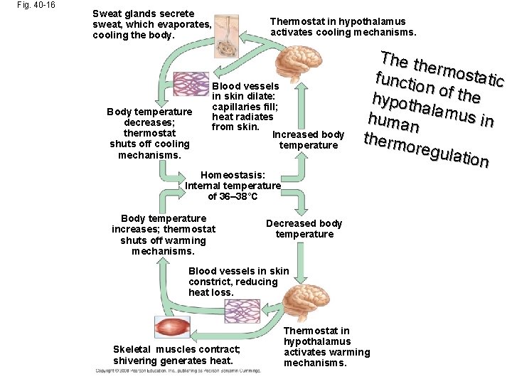 Fig. 40 -16 Sweat glands secrete sweat, which evaporates, cooling the body. Body temperature