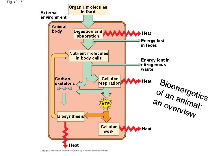 Fig. 40 -17 External environment Animal body Organic molecules in food Digestion and absorption