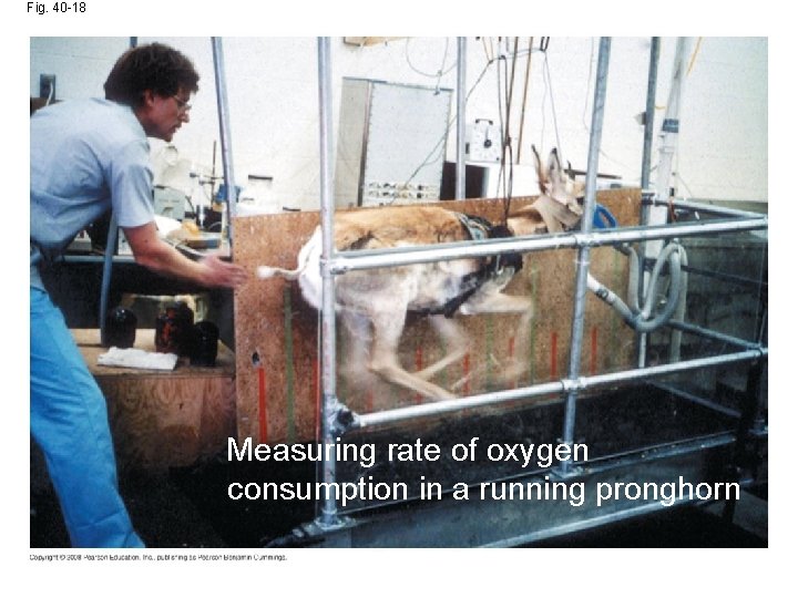 Fig. 40 -18 Measuring rate of oxygen consumption in a running pronghorn 