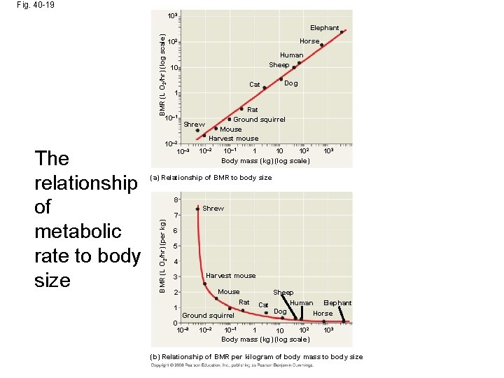 Fig. 40 -19 103 BMR (L O 2/hr) (Iog scale) Elephant Human Sheep 10