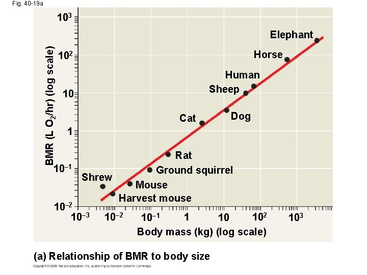 Fig. 40 -19 a 103 BMR (L O 2/hr) (log scale) Elephant Horse 102