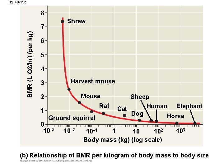 Fig. 40 -19 b 8 Shrew BMR (L O 2/hr) (per kg) 7 6