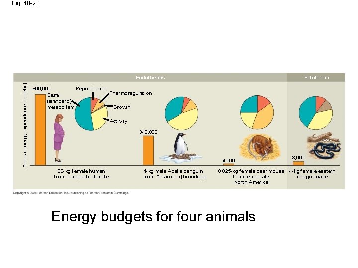 Fig. 40 -20 Annual energy expenditure (kcal/hr) Endotherms Ectotherm Reproduction 800, 000 Thermoregulation Basal