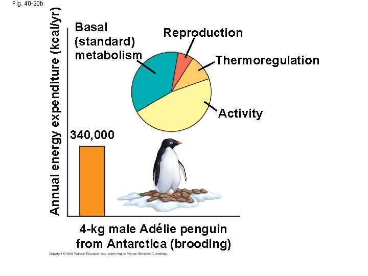 Annual energy expenditure (kcal/yr) Fig. 40 -20 b Basal (standard) metabolism Reproduction Thermoregulation Activity