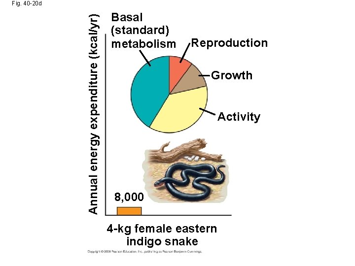 Annual energy expenditure (kcal/yr) Fig. 40 -20 d Basal (standard) metabolism Reproduction Growth Activity