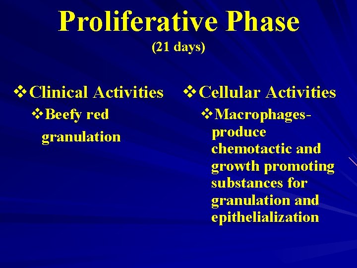 Proliferative Phase (21 days) v. Clinical Activities v. Cellular Activities v. Beefy red granulation