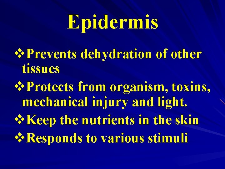 Epidermis v. Prevents dehydration of other tissues v. Protects from organism, toxins, mechanical injury