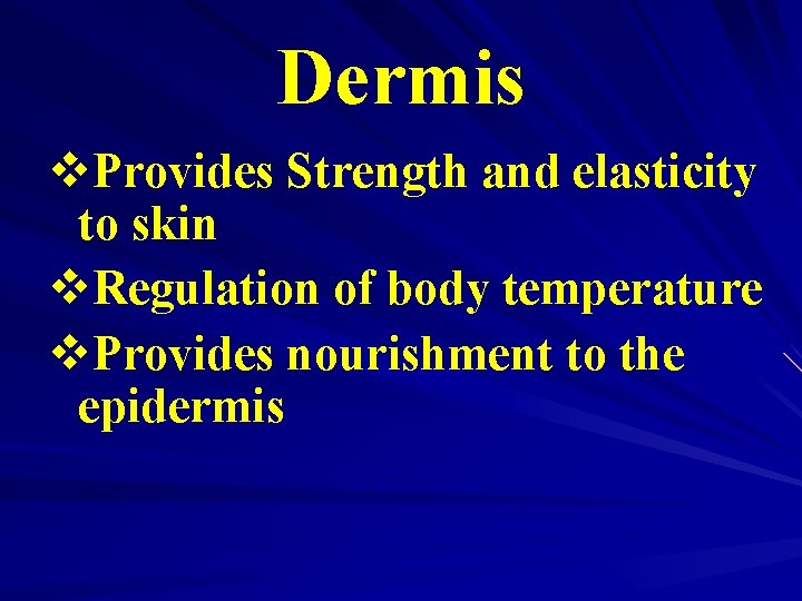 Dermis v. Provides Strength and elasticity to skin v. Regulation of body temperature v.