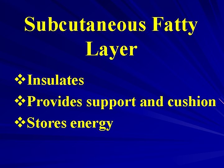 Subcutaneous Fatty Layer v. Insulates v. Provides support and cushion v. Stores energy 