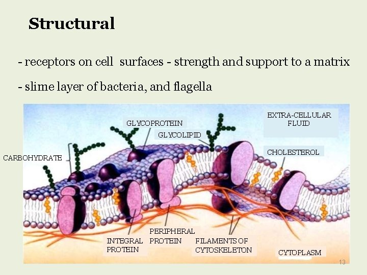 Structural - receptors on cell surfaces - strength and support to a matrix -