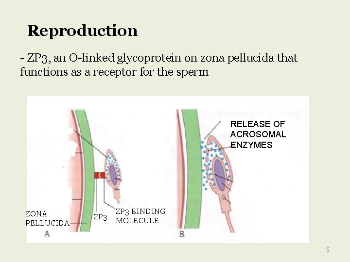 Reproduction - ZP 3, an O-linked glycoprotein on zona pellucida that functions as a