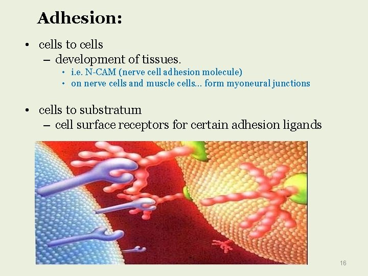 Adhesion: • cells to cells – development of tissues. • i. e. N-CAM (nerve