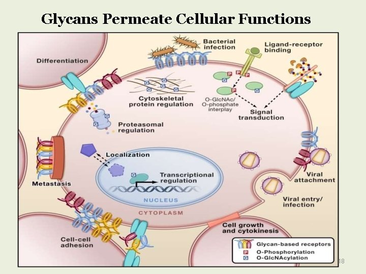 Glycans Permeate Cellular Functions 18 