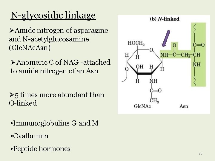 N-glycosidic linkage Amide nitrogen of asparagine and N-acetylglucosamine (Glc. NAc. Asn) Anomeric C of