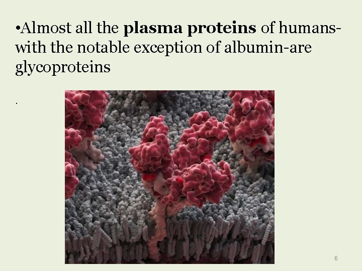  • Almost all the plasma proteins of humanswith the notable exception of albumin-are