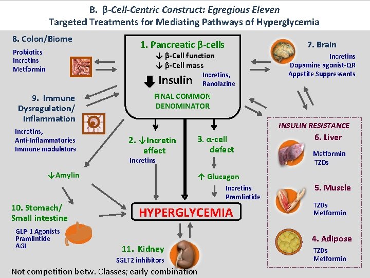 B. β-Cell-Centric Construct: Egregious Eleven Targeted Treatments for Mediating Pathways of Hyperglycemia 8. Colon/Biome