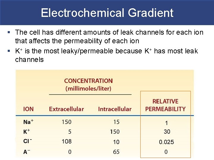 Electrochemical Gradient § The cell has different amounts of leak channels for each ion