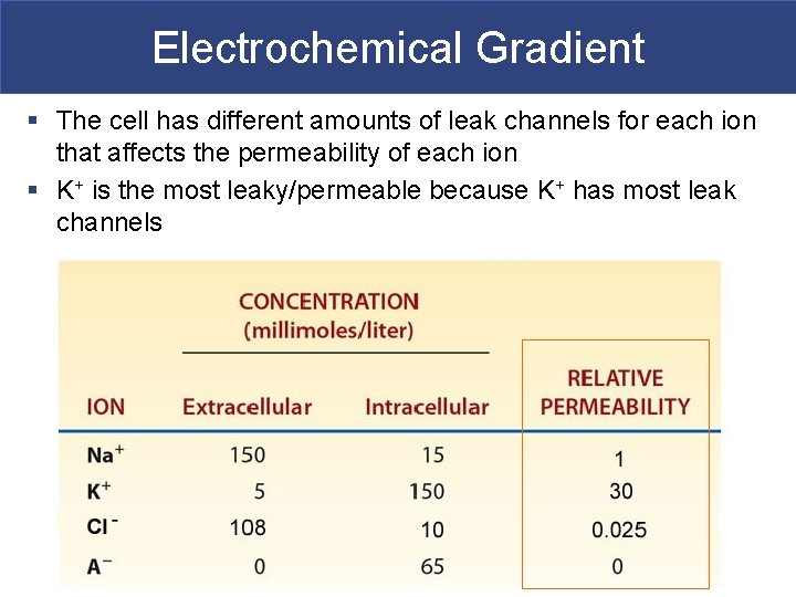Electrochemical Gradient § The cell has different amounts of leak channels for each ion Electrochemical Gradient § The cell has different amounts of leak channels for each ion
