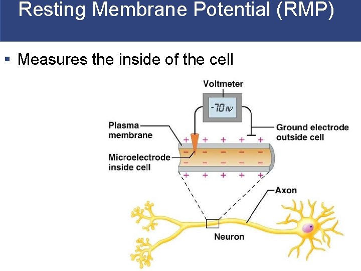 Resting Membrane Potential (RMP) § Measures the inside of the cell Resting Membrane Potential (RMP) § Measures the inside of the cell