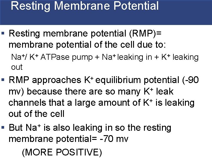 Resting Membrane Potential § Resting membrane potential (RMP)= membrane potential of the cell due Resting Membrane Potential § Resting membrane potential (RMP)= membrane potential of the cell due