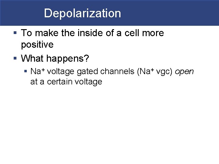 Depolarization § To make the inside of a cell more positive § What happens?