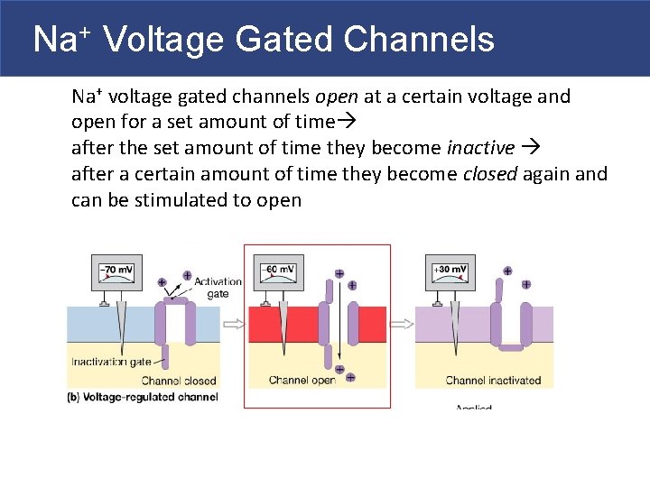 Na+ Voltage Gated Channels Na+ voltage gated channels open at a certain voltage and