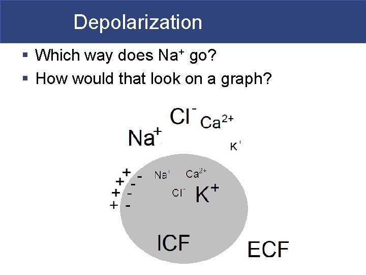 Depolarization § Which way does Na+ go? § How would that look on a