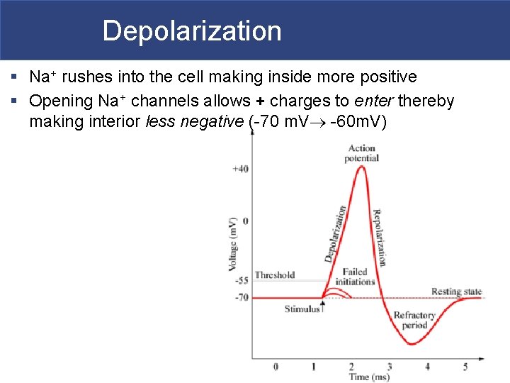 Depolarization § Na+ rushes into the cell making inside more positive § Opening Na+