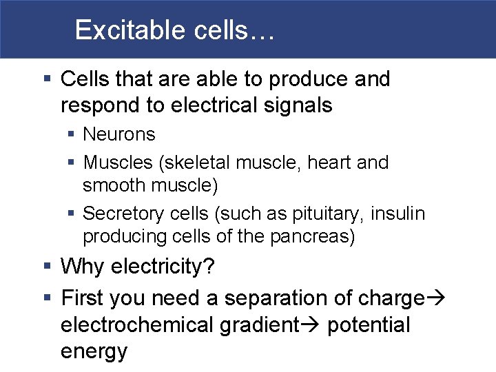 Excitable cells… § Cells that are able to produce and respond to electrical signals