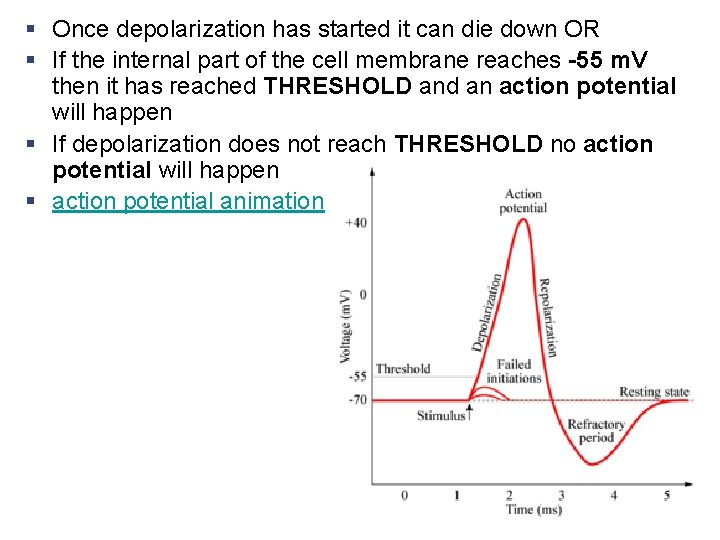 § Once depolarization has started it can die down OR § If the internal