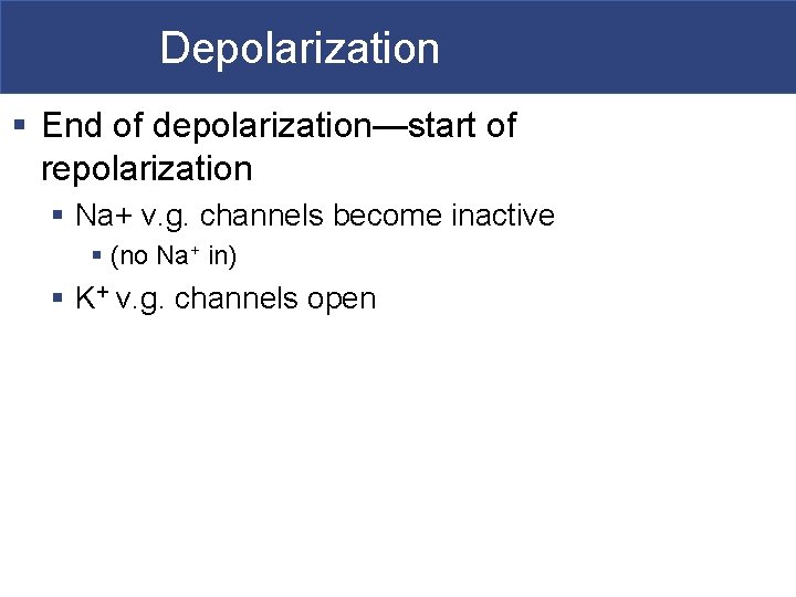 Depolarization § End of depolarization—start of repolarization § Na+ v. g. channels become inactive Depolarization § End of depolarization—start of repolarization § Na+ v. g. channels become inactive