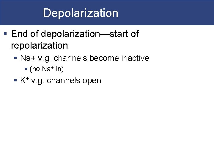 Depolarization § End of depolarization—start of repolarization § Na+ v. g. channels become inactive