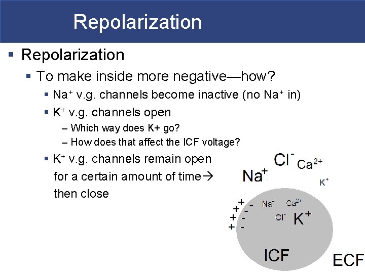 Repolarization § To make inside more negative—how? § Na+ v. g. channels become inactive Repolarization § To make inside more negative—how? § Na+ v. g. channels become inactive