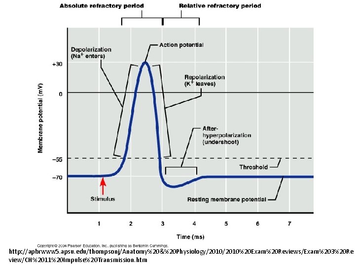 http: //apbrwww 5. apsu. edu/thompsonj/Anatomy%20&%20 Physiology/2010%20 Exam%20 Reviews/Exam%203%20 Re view/CH%2011%20 Impulse%20 Transmission. htm 