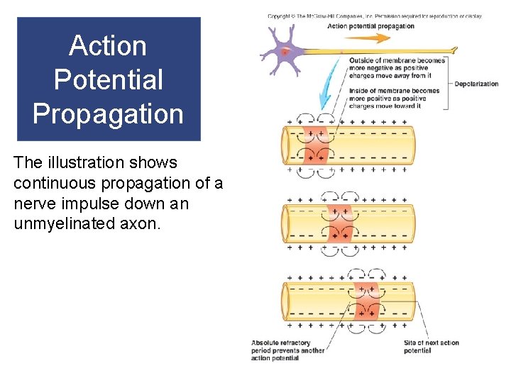 Action Potential Propagation The illustration shows continuous propagation of a nerve impulse down an Action Potential Propagation The illustration shows continuous propagation of a nerve impulse down an