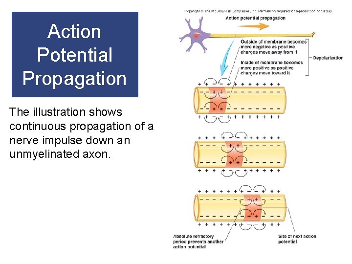 Action Potential Propagation The illustration shows continuous propagation of a nerve impulse down an