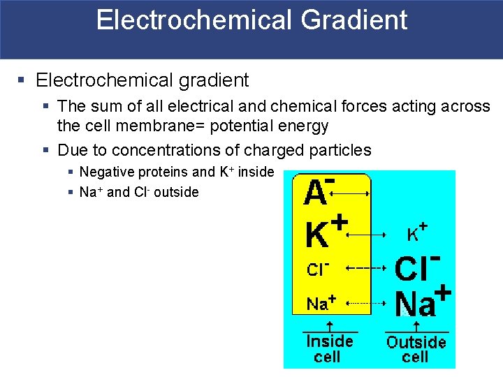 Electrochemical Gradient § Electrochemical gradient § The sum of all electrical and chemical forces